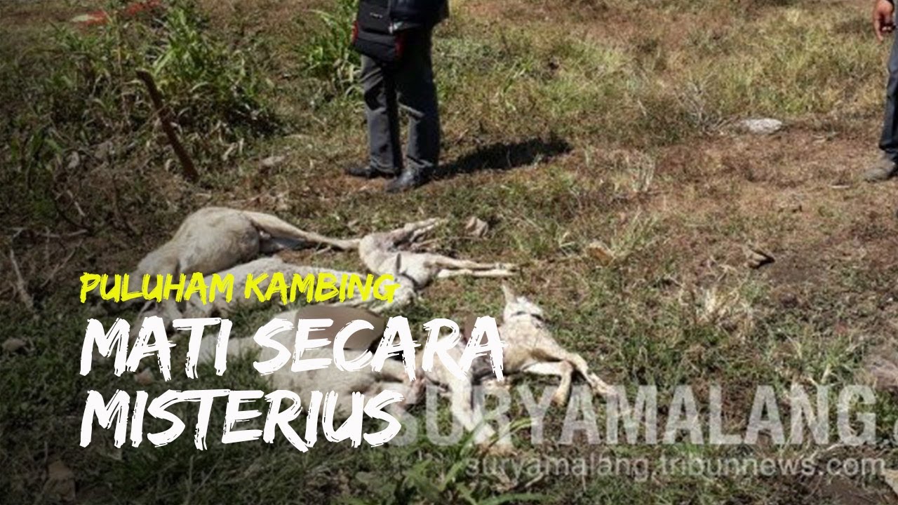 kejadian misterius Puluhan Kambing Ditemukan Mati Secara Misterius dengan kejadian misterius Puluhan Kambing Ditemukan Mati Secara Misterius dengan