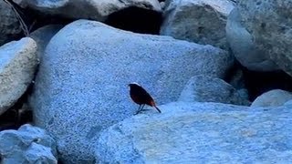 Mystery bird and the river 