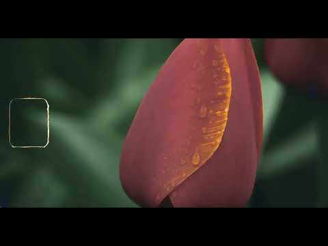 JONA ALK - LILIOIDEAE