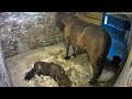 Low Rumbling Horse Fart