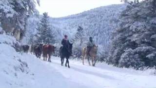 Transhumance chevaux pieds nus Pyrenees Free HORSES barefoot