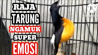 Download lagu MURAI BORNEO NGAMUK | Pancingan ampuh bikin lawan emosi mp3