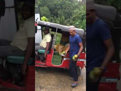 Mango selling style |Sri Lanka| karutha kolampan