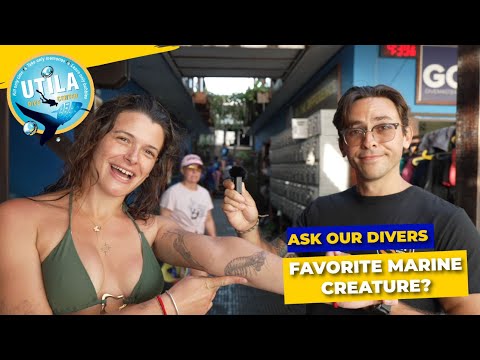 WHATS YOUR FAVORITE MARINE CREATURE? - UTILA DIVE CENTER