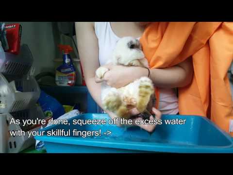 YouTube video about: How to clean rabbits feet?