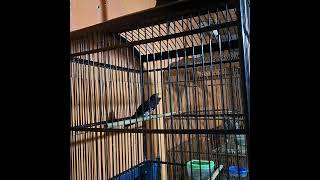 Download lagu masteran violet cuckoo/kedasih ungu nembak panjang mp3 Download lagu masteran violet cuckoo/kedasih ungu nembak panjang mp3