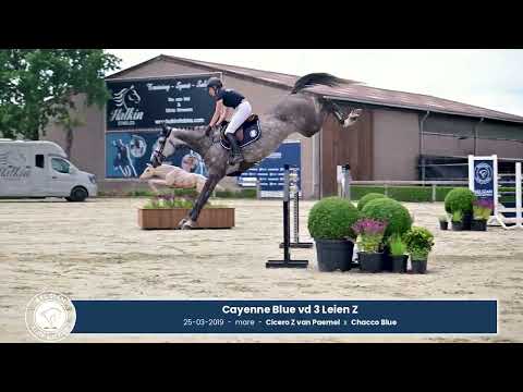 Cayenne Blue vd 3 Leien Z video 1