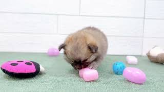 ハーフ犬の動画01