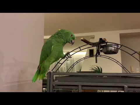 Papuga śpiewa „Mniej niż zero” Lady Pank