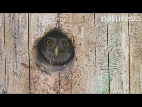 Pygmy owl looking directly at camera as it peers out of nest hole in dead tree trunk, Viken, Norway