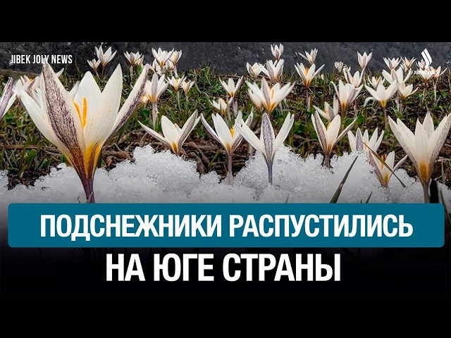 Подснежники распустились на юге страны