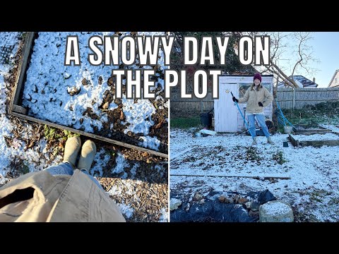 SNOW DAY ON THE ALLOTMENT / ALLOTMENT GARDENING UK