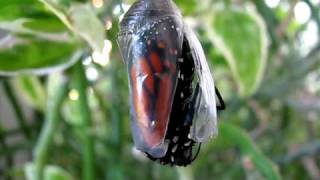 monarch butterfly emerging from chrysalis