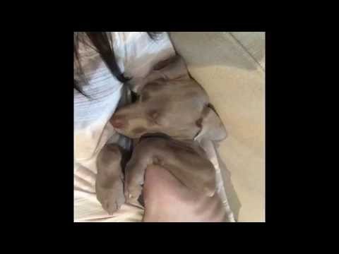 Weimaraner puppy 9 & 10 weeks old playing, climbing couches, dealing with stairs and enjoying life