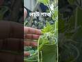 গ্রামের বাড়িতে নিজস্ব গাছের লাউ শাক