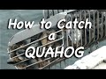 How To Catch A Quahog
