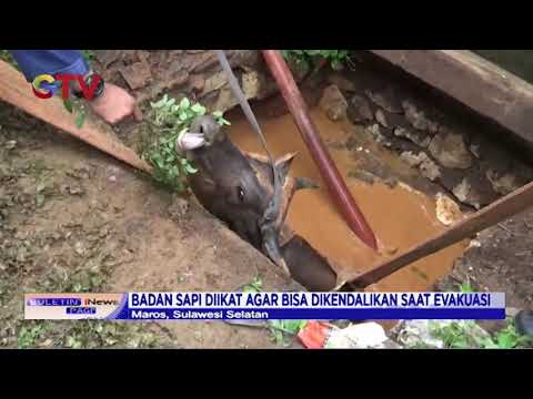 Evakuasi Dramatis Sapi Terjerumus ke Dalam Sumur - BIP 15/01