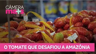 Technology enables tomato production in the Amazon region