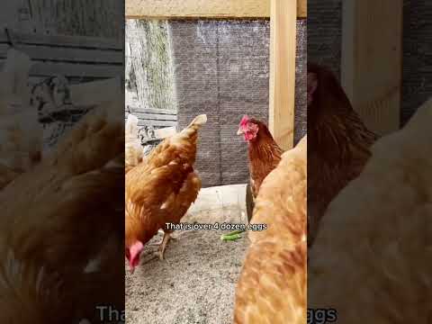 , title : 'Berapa Banyak Telur yang Dihasilkan 8 Ayam Saya Minggu Ini? #backyardhomestead #backyardchickens'