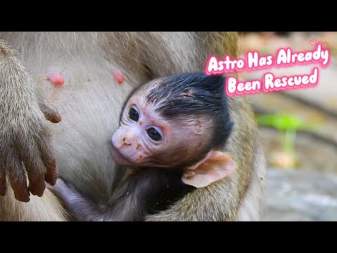 Update Infant Astro ; Astro Has Already Been Rescued , Nature Documentary