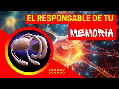 🧠EL HIPOCAMPO (Que es el hipocampo y sus funciones) | NEUROCIENCIA