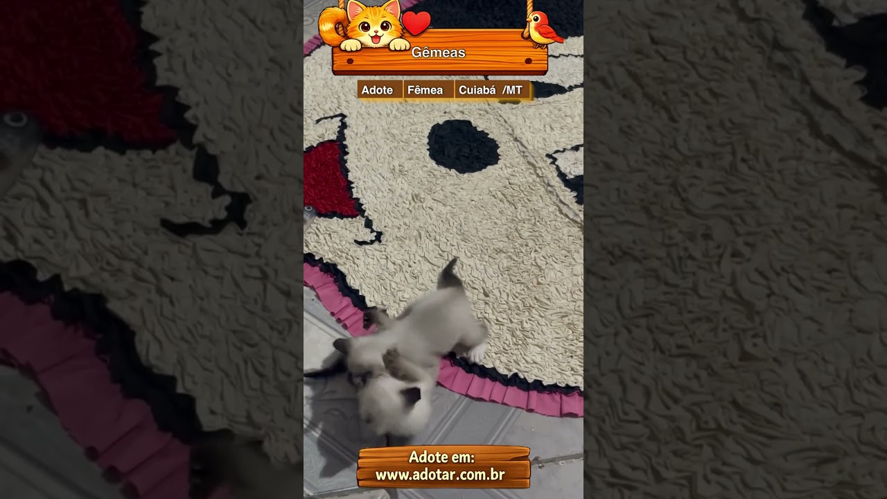 Gato raça  idade Abaixo de 2 meses nome Gêmeas 