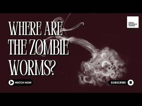 Where are the zombie worms? | Ocean Networks Canada