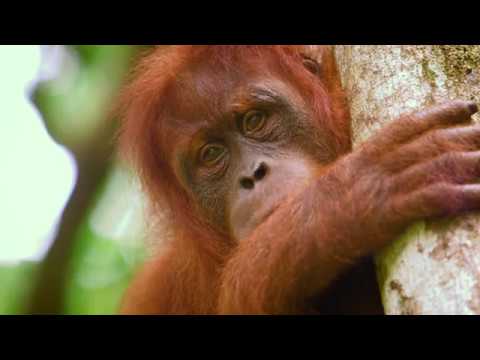 Priče s istoka 166 - Šaptač orangutanima - Subota 17:05