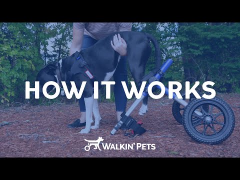 5 Things You Must Know About Dog Wheelchairs | Walkin' Pets Blog