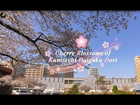 Cherry Blossoms of Kunitachi Daigaku Dori