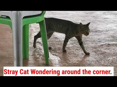 Stray Cat Wondering around the corner during seminar.