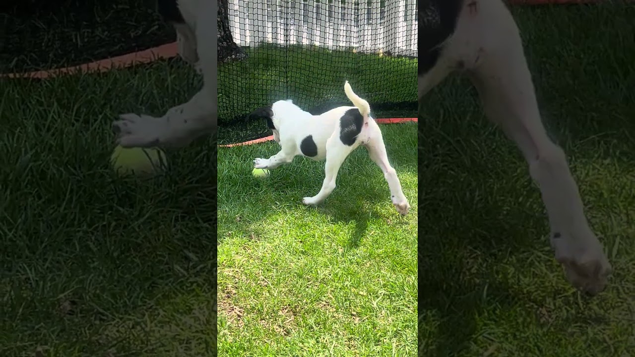 Enlarge Maddie, a ADOPTABLE mixed breed in Fort Collins, CO video 4/4