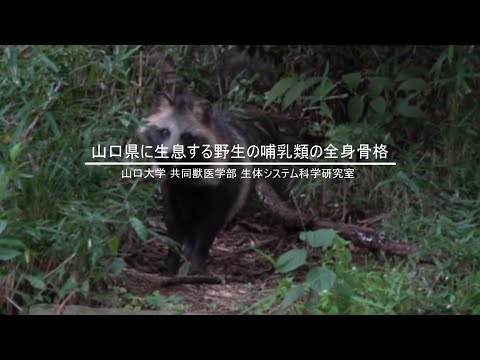 【宝山の一角 山大コレクション in 山博】山口県に生息する野生の哺乳類の全身骨格