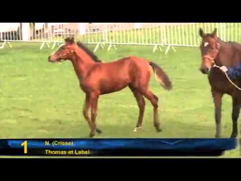 Show AQPS du Lion d'Angers 2010 - Lot 1 a 5