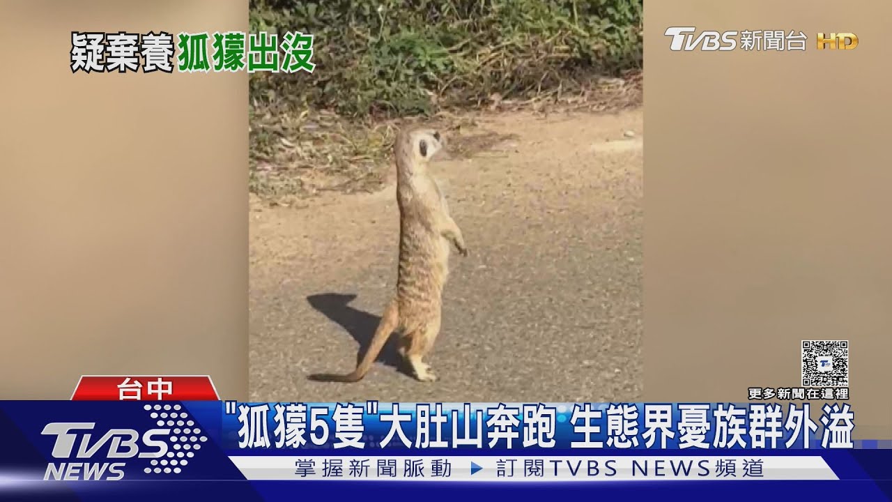「丁滿家族」現身大肚山!專家籲嚴防狐獴成台灣入侵種危機