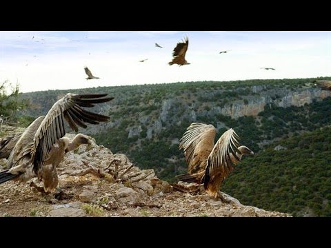 Griffon Vultures Depend on the Sun to Fly. Why?