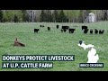 Donkeys Protect Livestock From Wolves At Michigan Cattle Farm