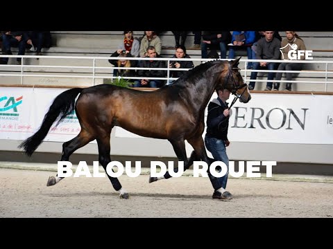 BALOU DU ROUET - GFE 2024