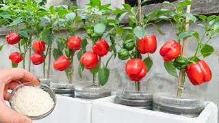 Step-by-Step Secret Method for Growing Rare Bell Peppers That Will Boost Your Home Garden Harvest