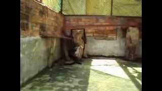 preview picture of video 'chồn hương phối giống tại trại chăn nuôi Thanh Khiết - Củ Chi - Tp.hcm'