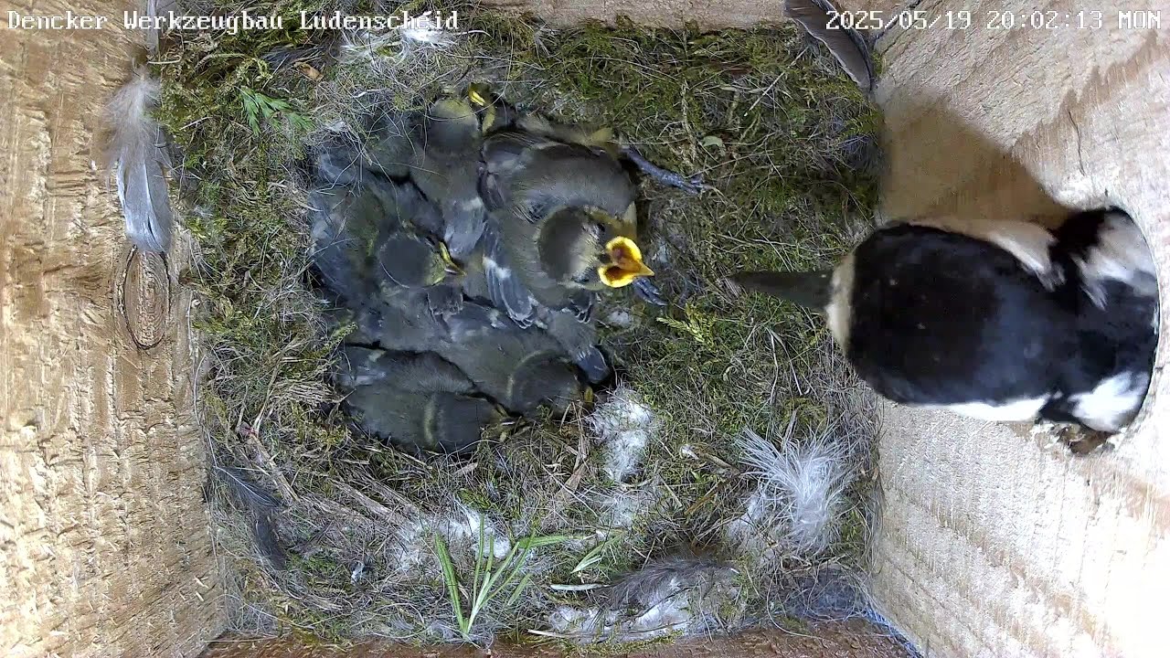 Der Buntspecht lässt nicht locker! | 19.05.2025