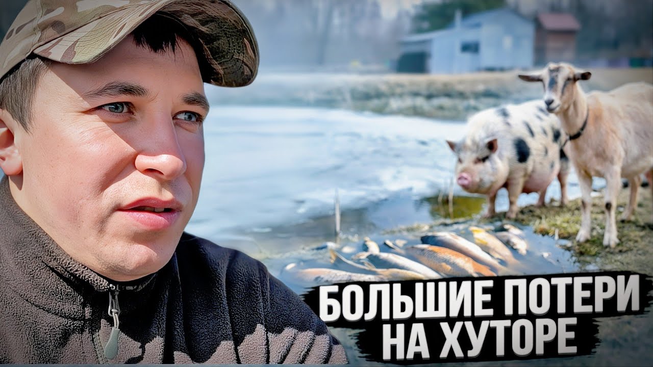 Готовимся к приезду ЧЕРНИЧНИКОВ: живу ОДИН НА ХУТОРЕ. ЧТО С ПРУДОМ?