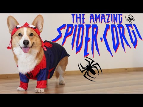 THE AMAZING SPIDER-CORGI - Topi the Corgi
