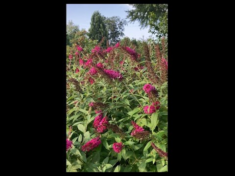 image-Why is my butterfly bush not growing?