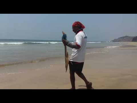 Surf Fishing In india At , "Ganpatipule beach"   Ratnagiri   Maharatra Part 2