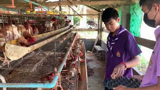 โครงการทำมาค้าขาย กิจกรรมการเลี้ยงไก่พันธุ์ไข่ โรงเรียนปากจอกวิทยา