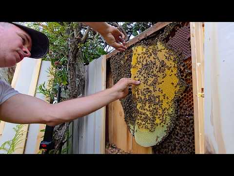 Thousands of Very Grumpy Bees in a Fence
