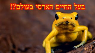 צפרדע חץ - בעל החיים הארסי בעולם?!