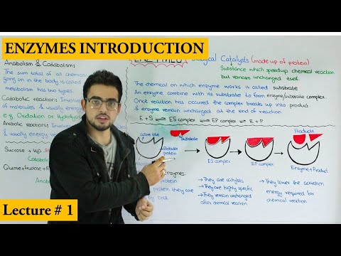 Chapter Enzymes | Enzyme introduction, Metabolism, and Properties of enzymes |