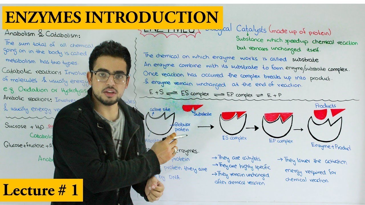 Enzymes Introduction